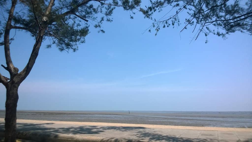 Mangrove Forest Exploration