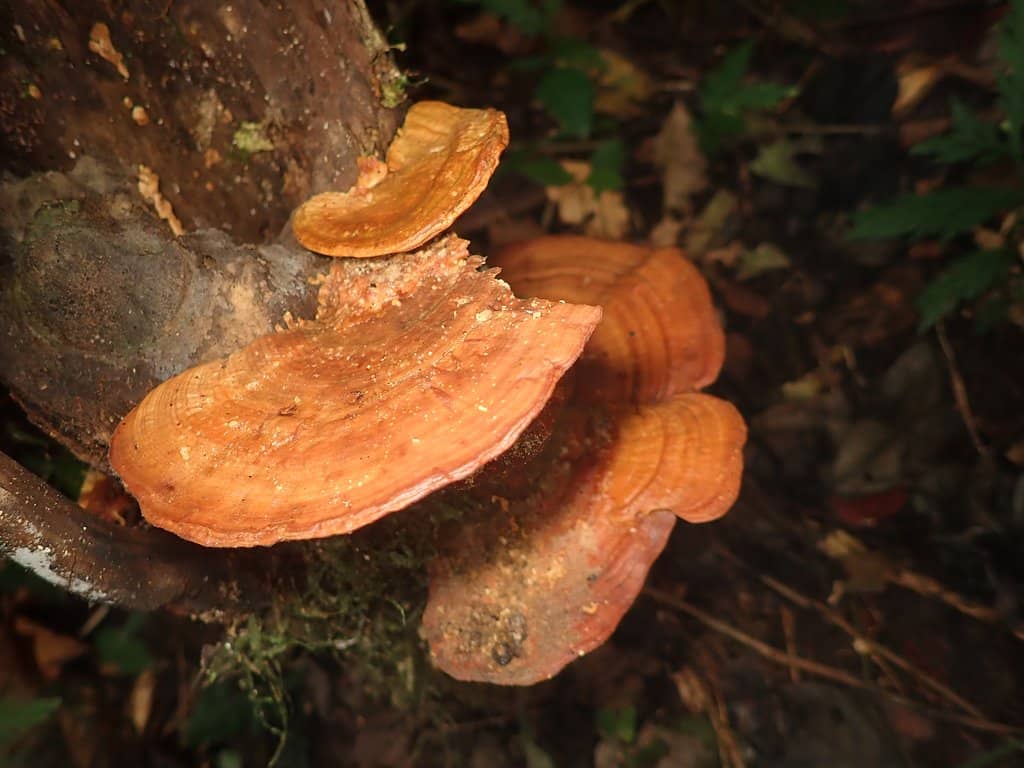 Nature's Serene Escape