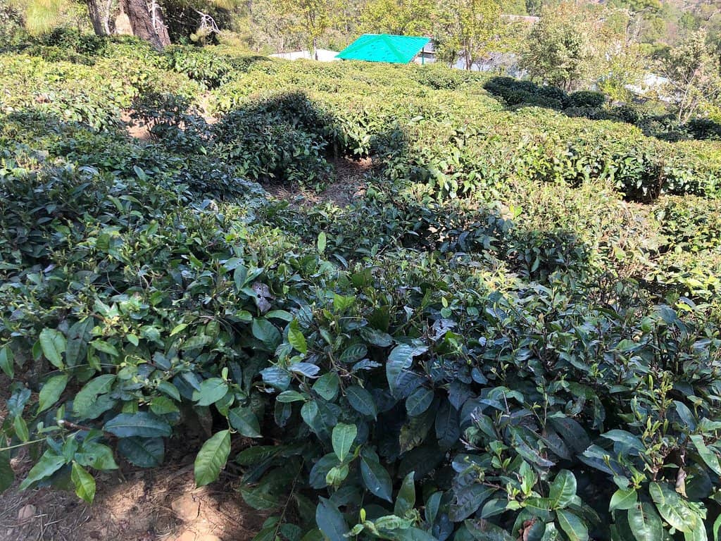 Scenic Plantation Trails