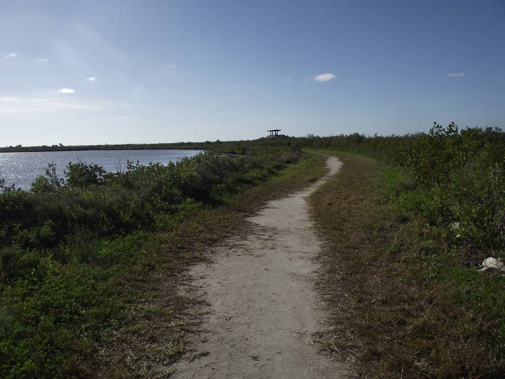 Manatee and Dolphin Watching