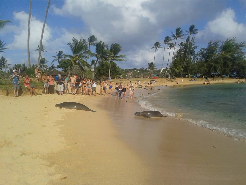 Vibrant Snorkeling Bay