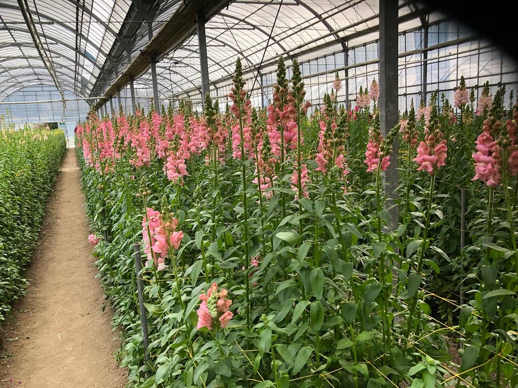 Souvenir Shopping Galore