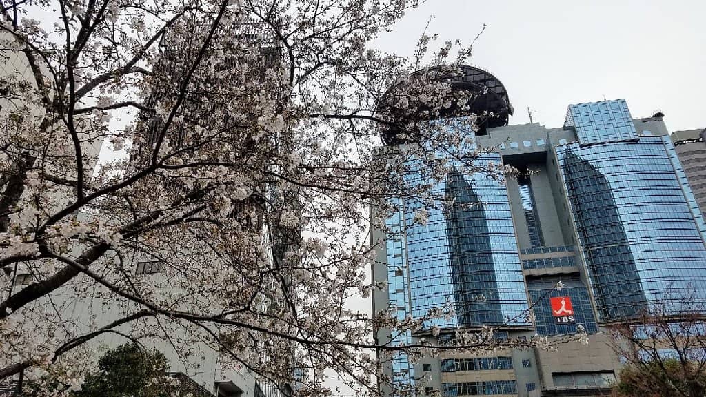 Themed Cafe & Souvenir Shop