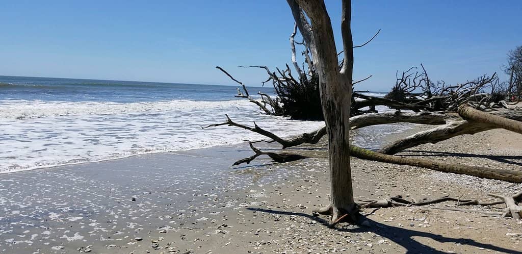 Wetlands and Wildlife