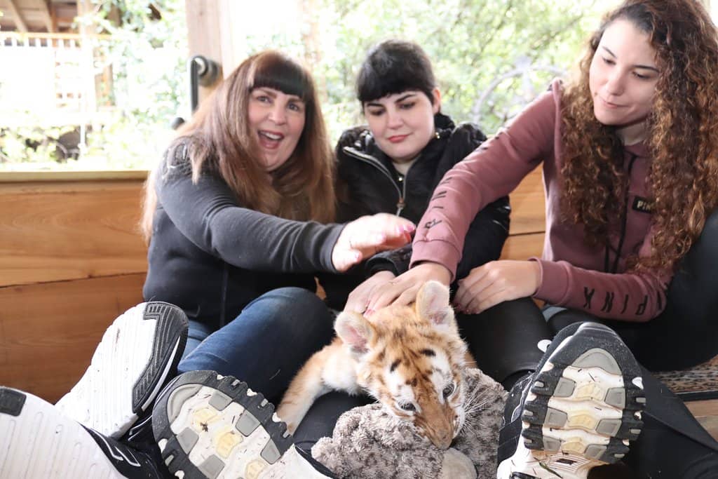 Lion Brother Encounters