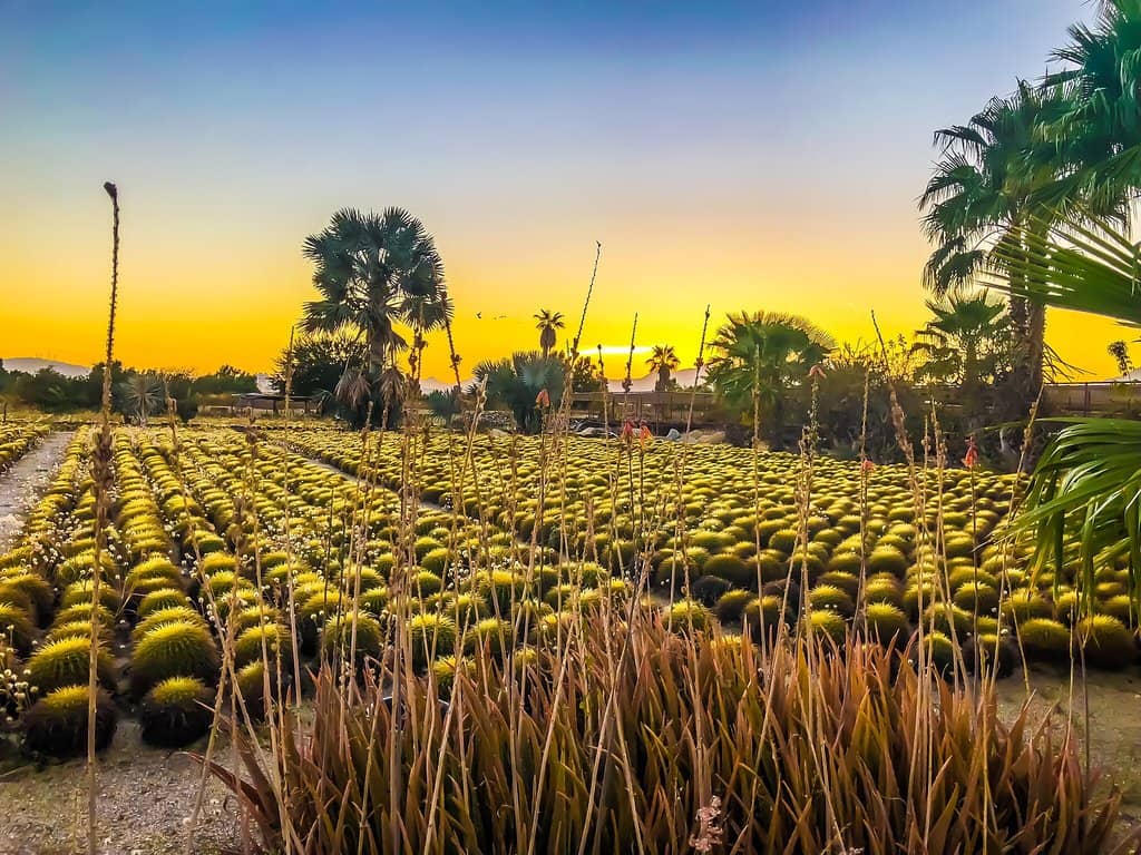 Cactus Garden Nursery