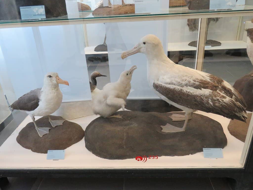 Global Species Collection