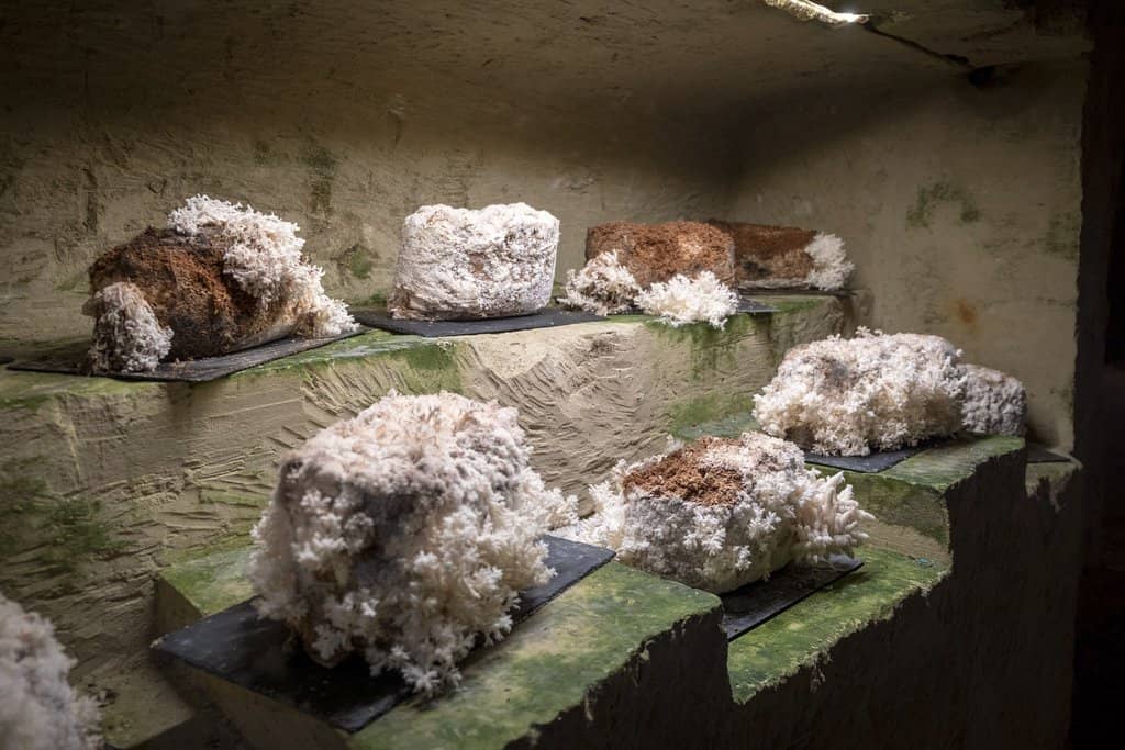 Working Mushroom Farm