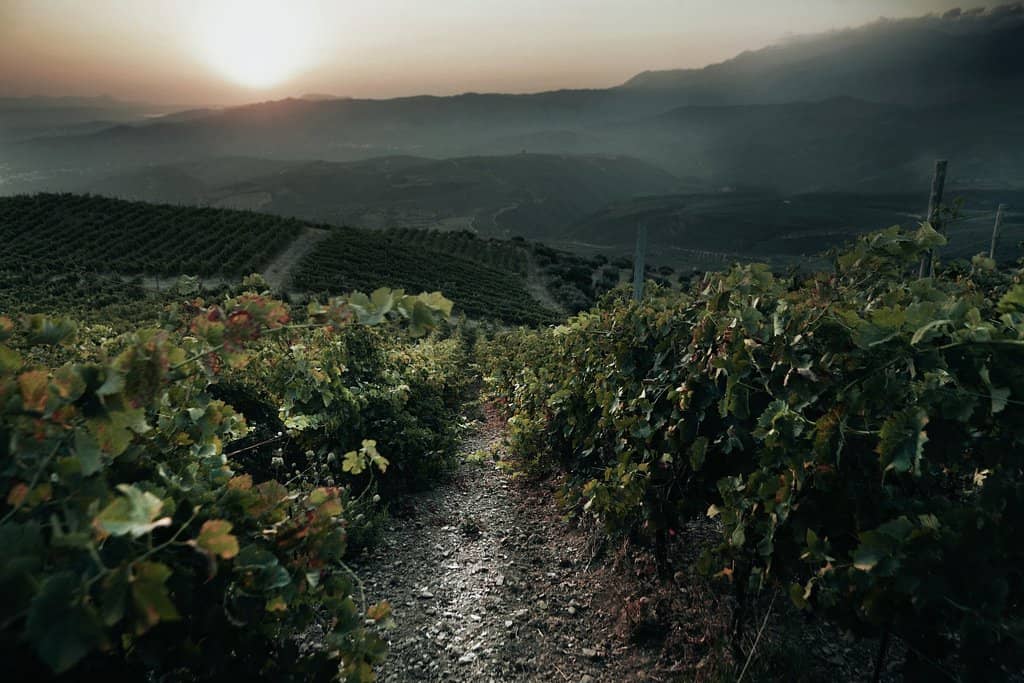 Artistic Bottle Designs