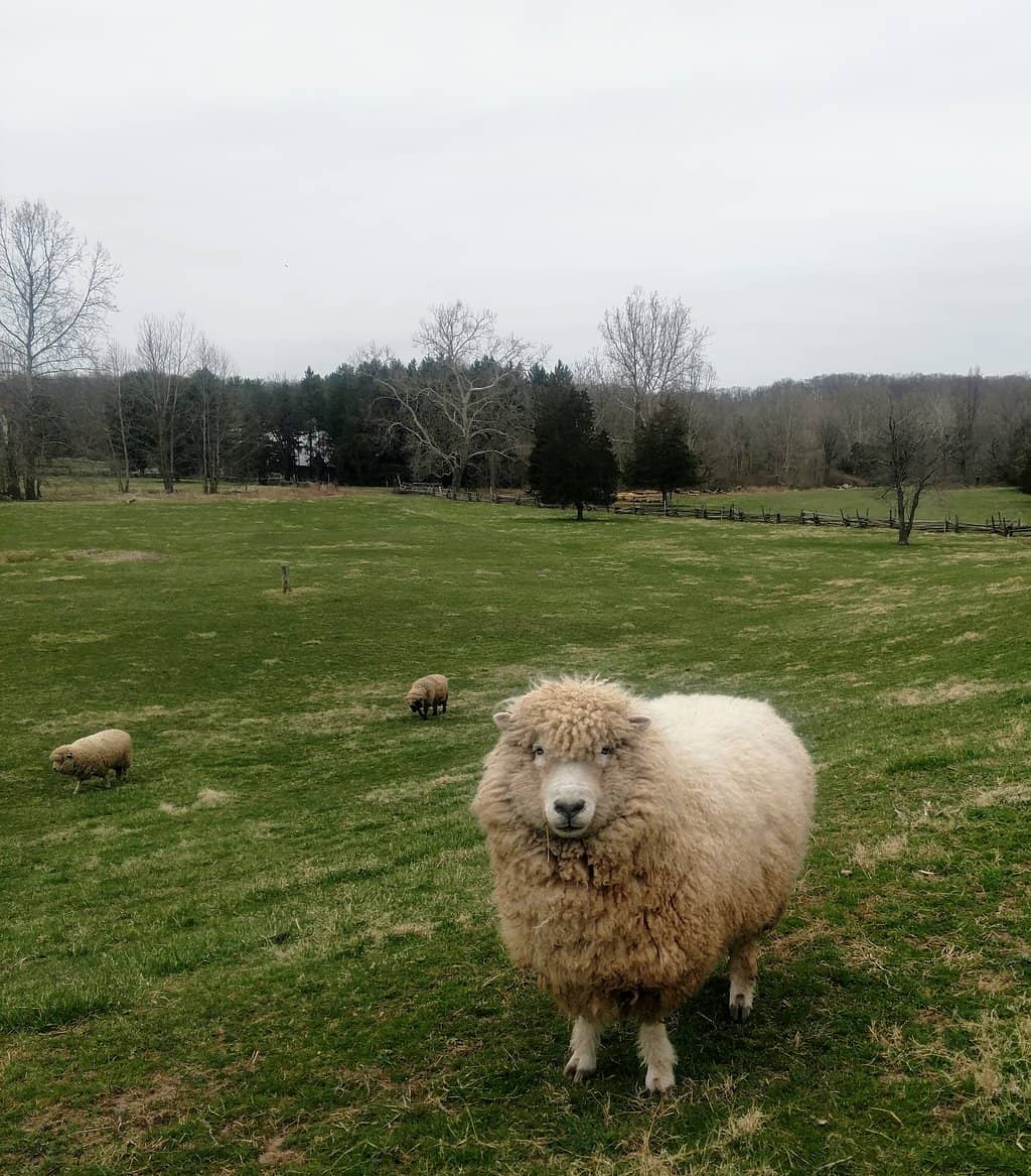 Indigo Dyeing Workshops