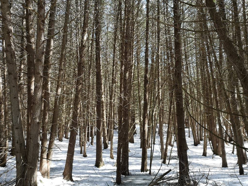 Dragonfly Trail Lookout
