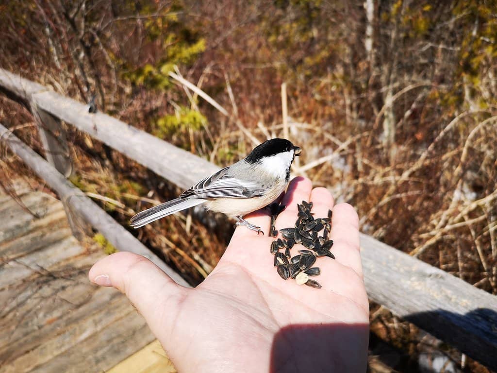 Bird Feeding Opportunities