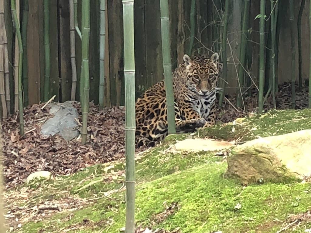 Exotic Animal Encounters