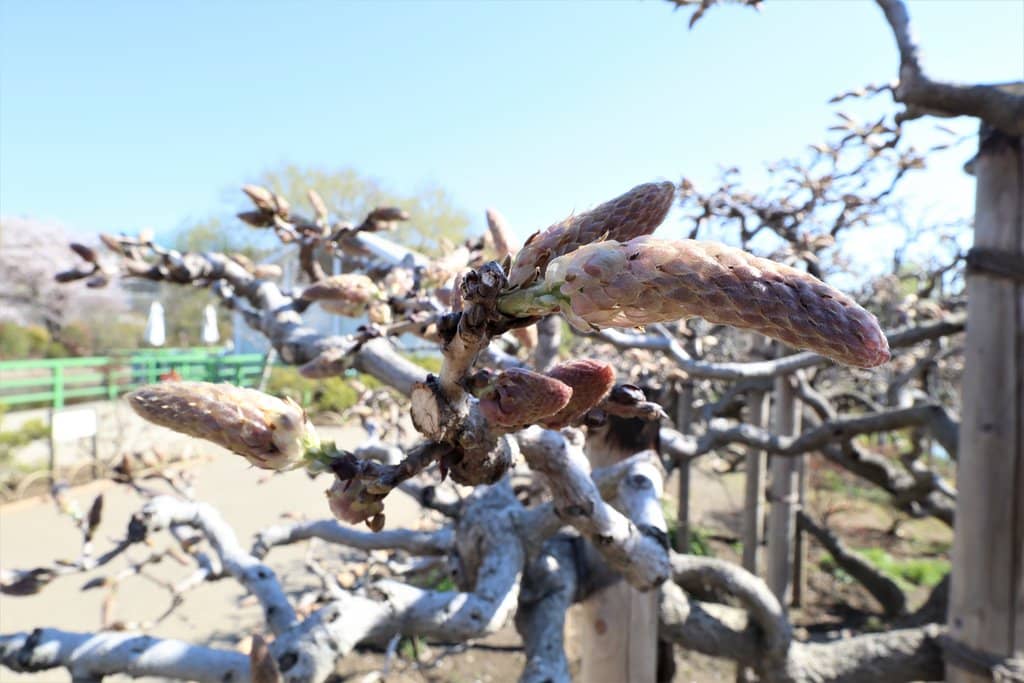 Seasonal Flower Displays