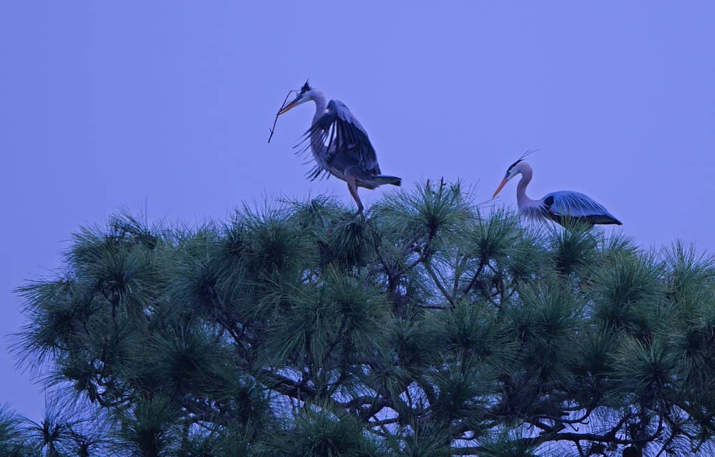 Shaded Multi-Use Trails