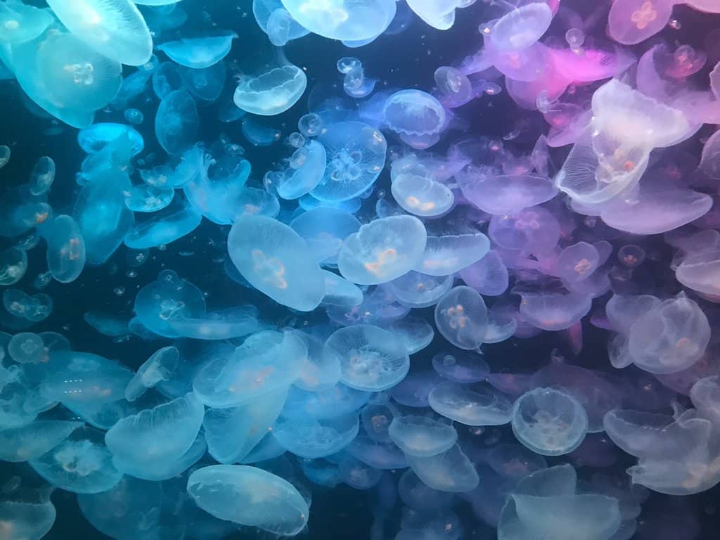 Jellyfish Dream Theater