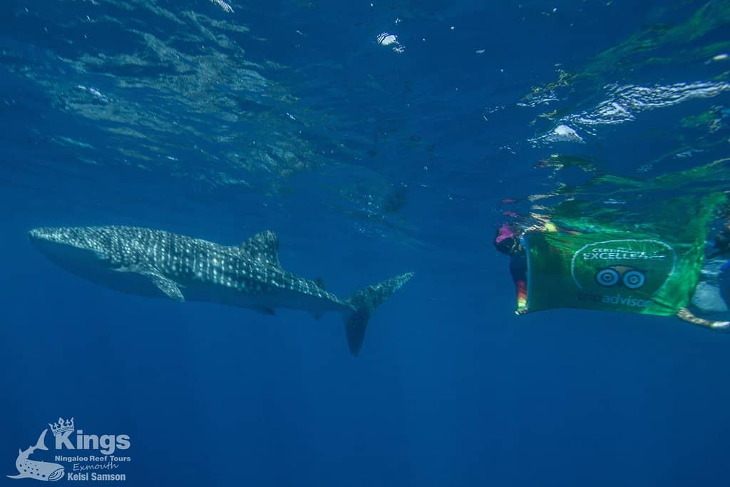 Humpback Whale Watching