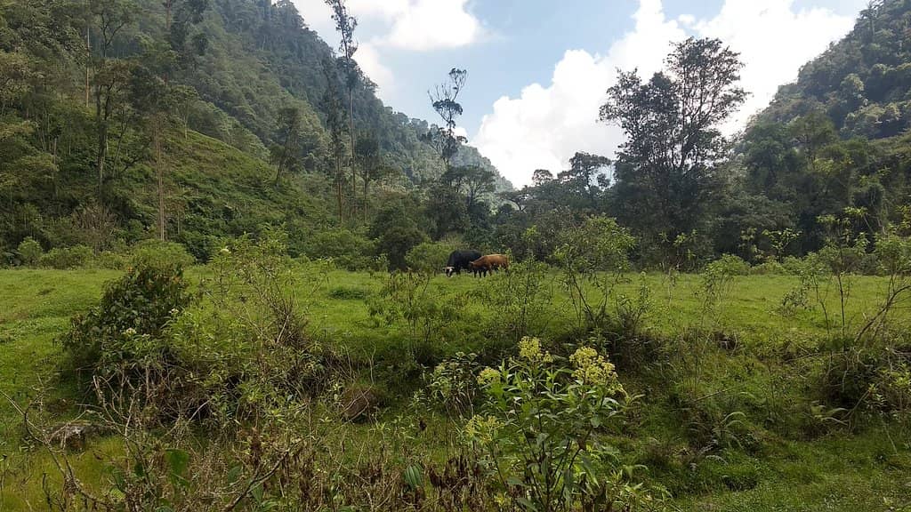 Tranquil Riverside Camping
