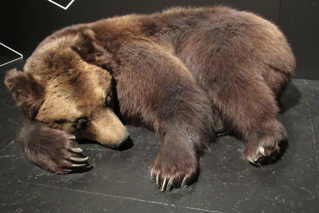 Peter Lund's Collection