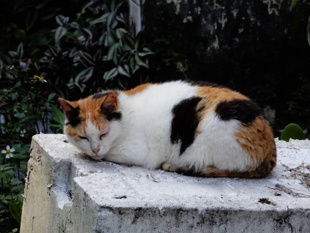 Coal Mining History Museum