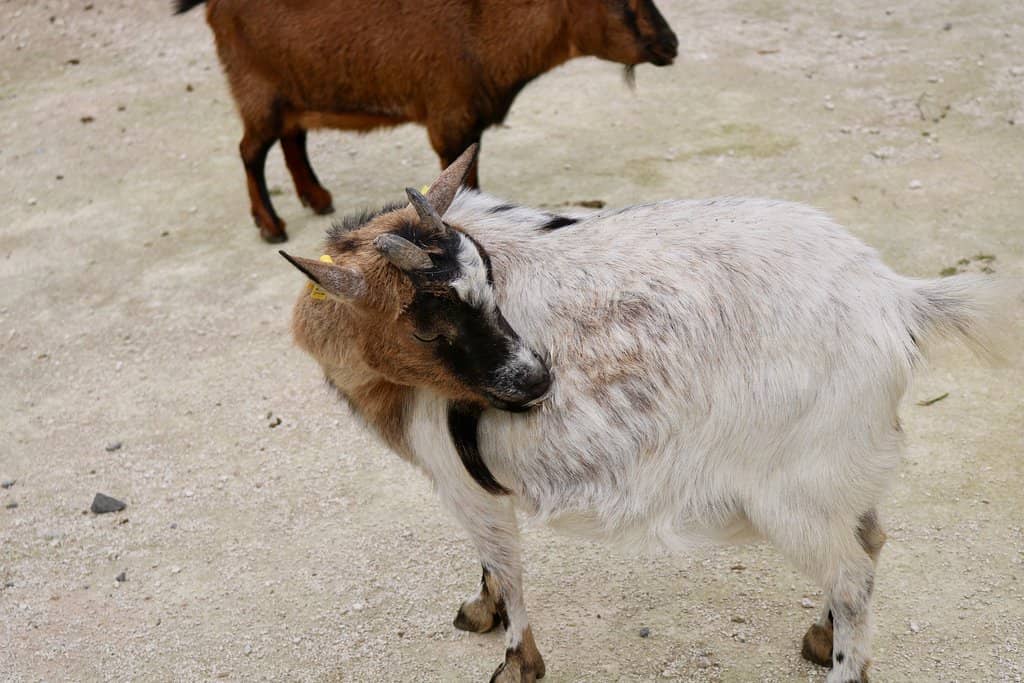 Expansive Green Lawns