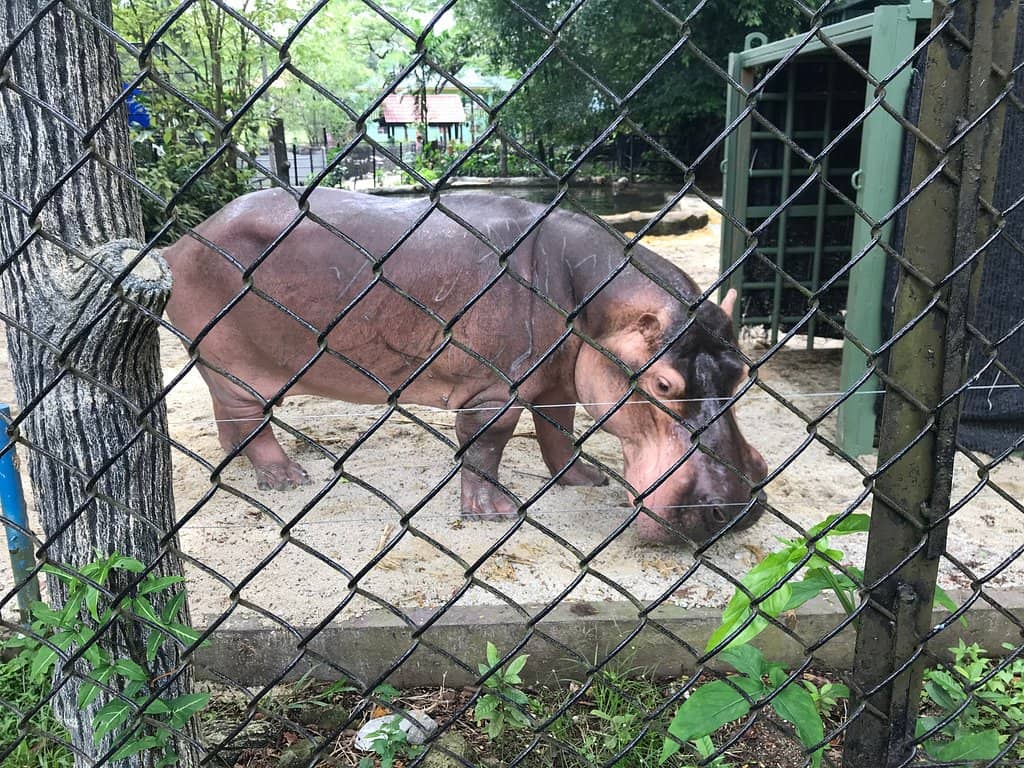 Diverse Animal Collection