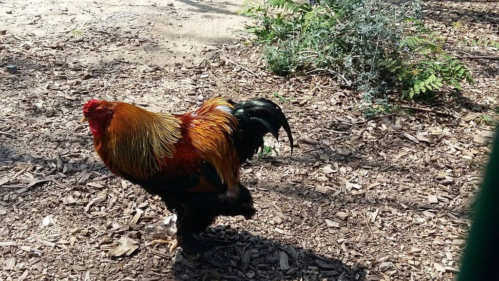 The Serene Lake and Aviary