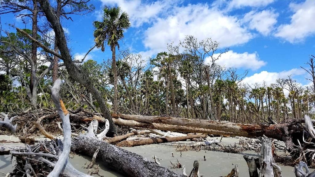 Maritime Forest Trail