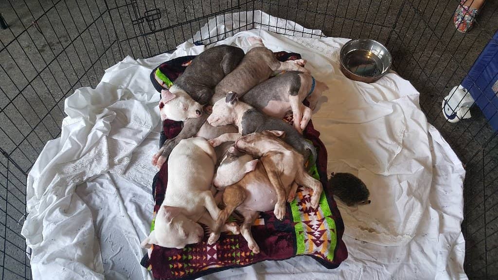 Wholey's Fish Market