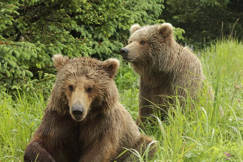 Brooks Falls Salmon Run (Seasonal)