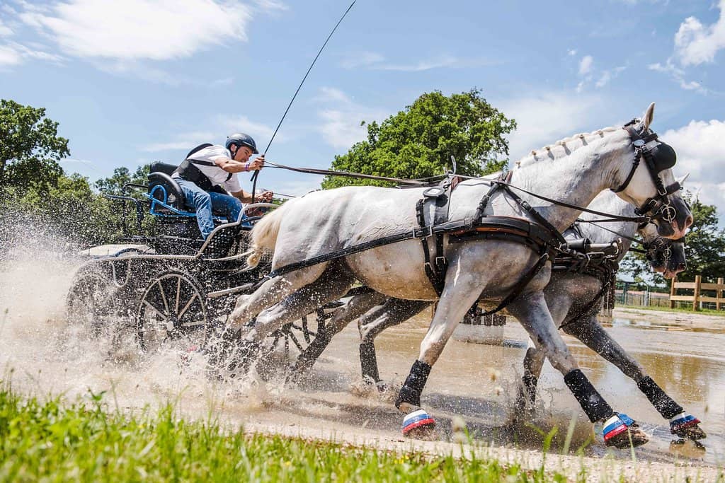 Lipizzaner Horse Show