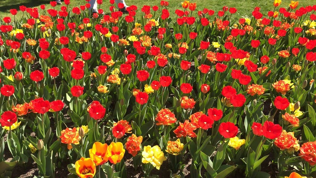 Playgrounds & Water Features