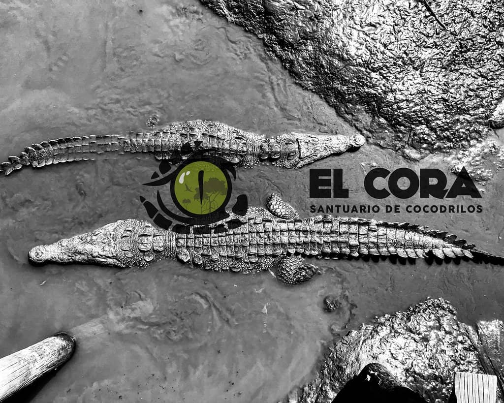 Crocodile Encounters