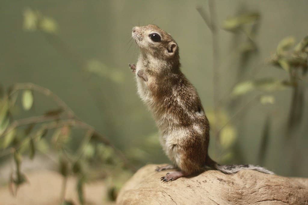 Reptile House & Marine Room