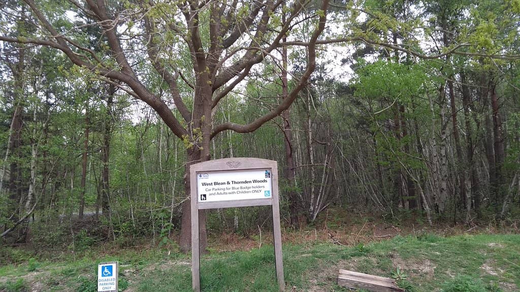 Heath Fritillary Butterfly