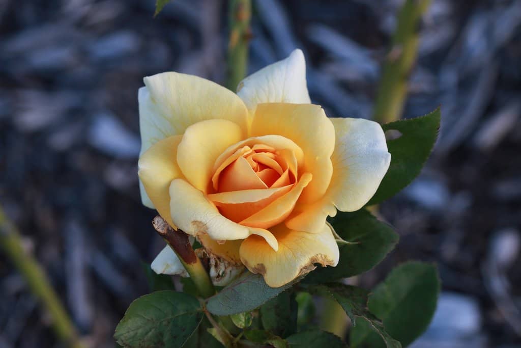 Vibrant Rose Varieties