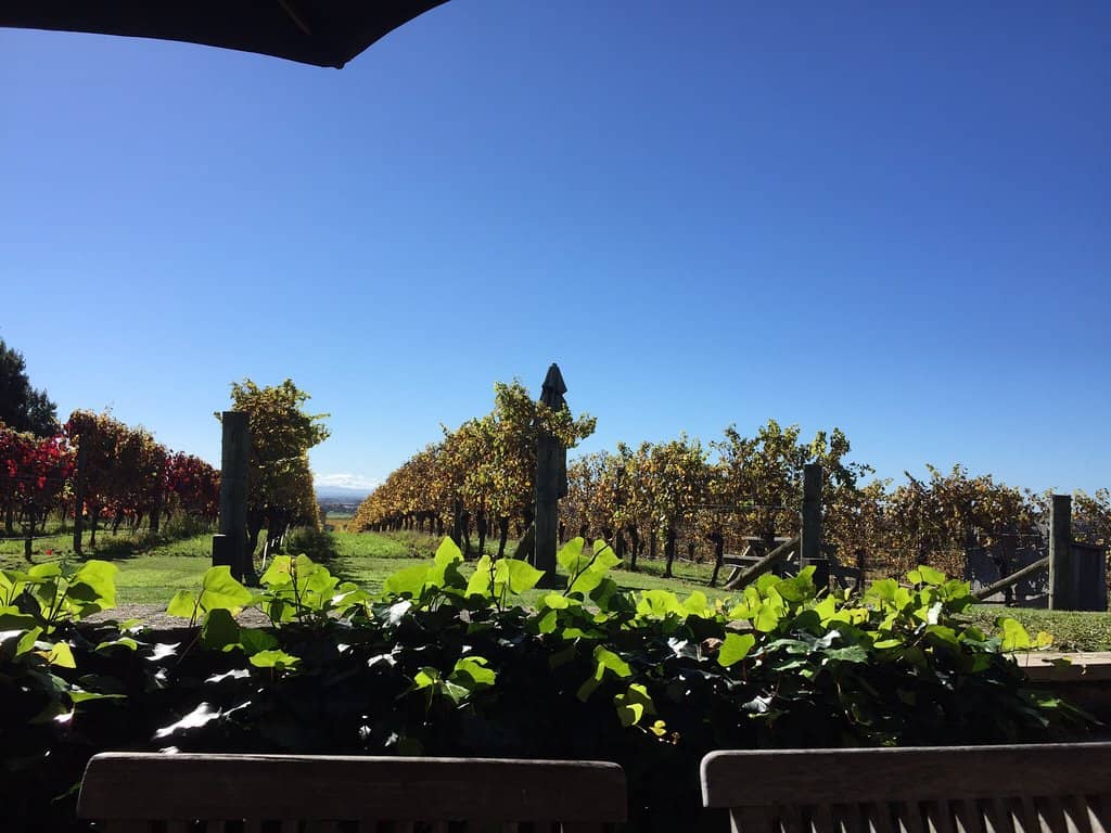 Vineyard Views & Ambiance
