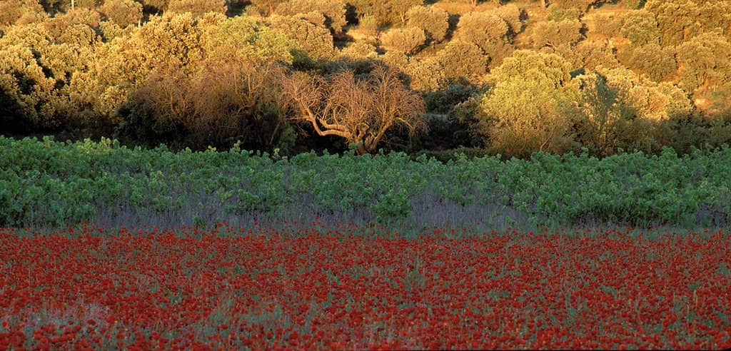 Exclusive Wine Tasting