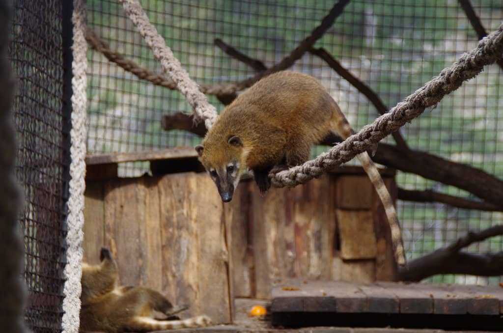 Diverse Animal Collection