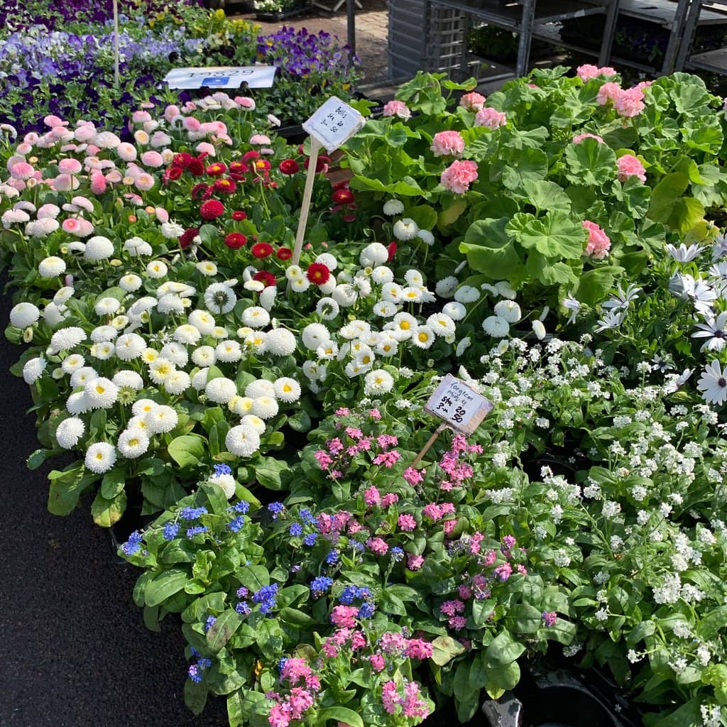 Fresh Produce Galore