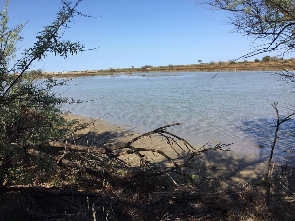 Coastal Pine Forest Trails