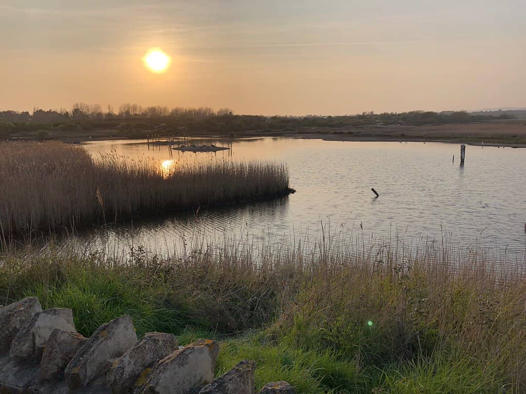 Marsh Harrier Sightings