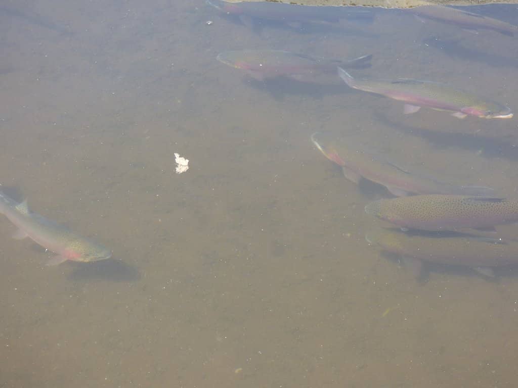 Candy Darter Introduction