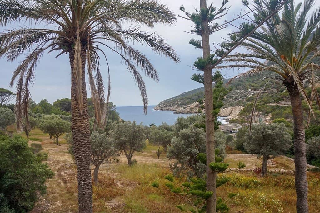 Abundant Wall Lizards