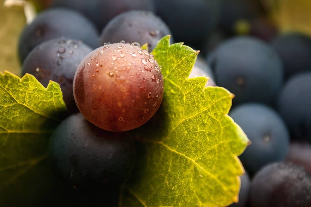 Wine and Cheese Tasting