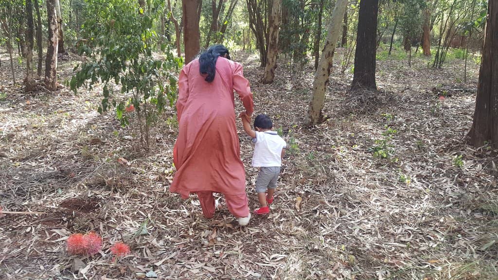 Towering Indigenous Trees