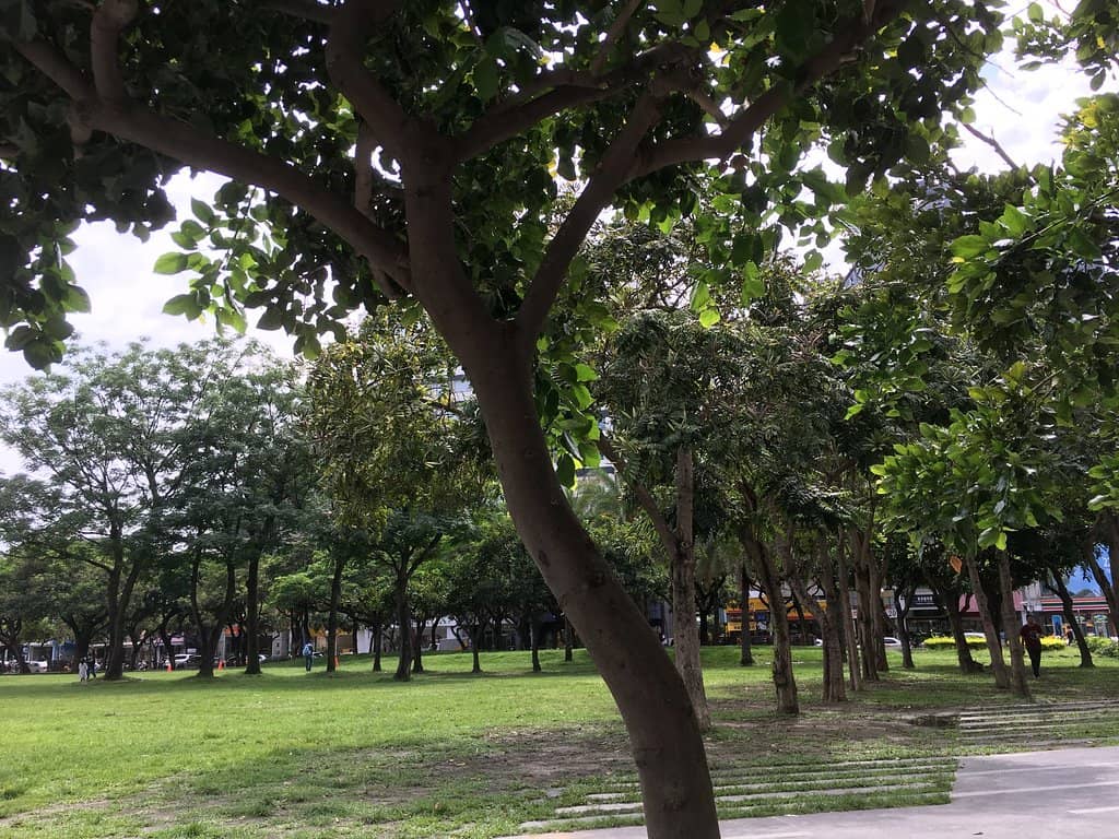 Busking & Live Performances