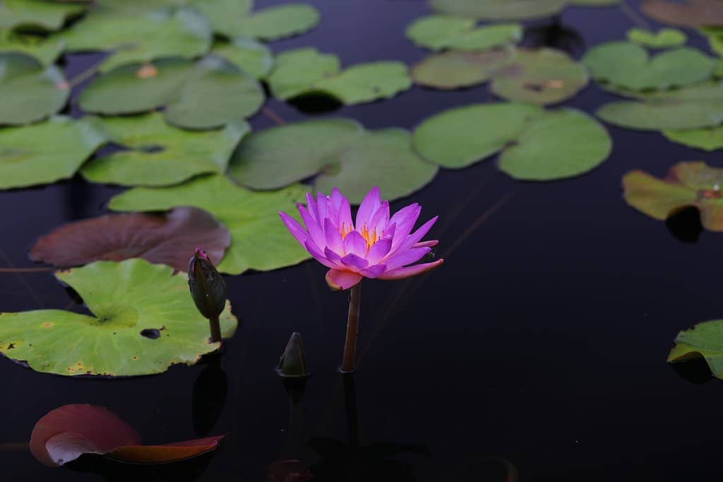 Peaceful Garden Ambiance