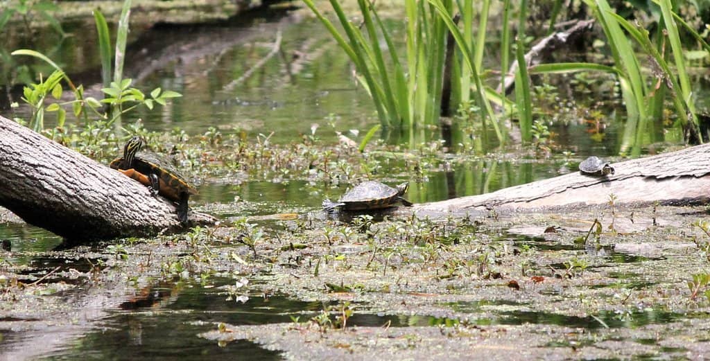 The Blue Hole Spring