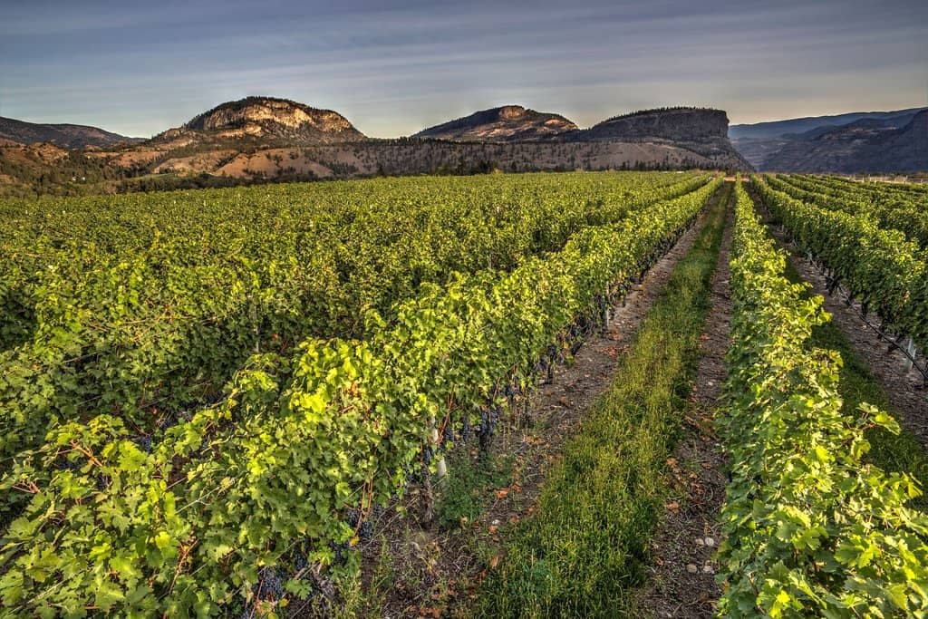 Unique Wine Slushies